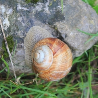 (17/203): Wycieczka na Velky Rozsutec 15.06.2014r.