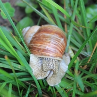 (18/203): Wycieczka na Velky Rozsutec 15.06.2014r.