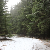 (22/79): Wycieczka na �ys� Hor� 1323 m n.p.m. - 16.03.2014r.
