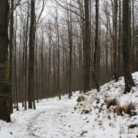 (23/79): Wycieczka na �ys� Hor� 1323 m n.p.m. - 16.03.2014r.
