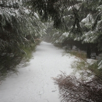 (29/79): Wycieczka na �ys� Hor� 1323 m n.p.m. - 16.03.2014r.