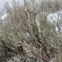(36/79): Wycieczka na �ys� Hor� 1323 m n.p.m. - 16.03.2014r.
