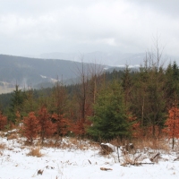 (60/79): Wycieczka na �ys� Hor� 1323 m n.p.m. - 16.03.2014r.
