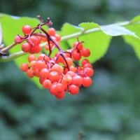 (190/429): OBZ ROWEROWY 9-13.07.2014