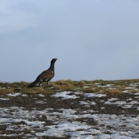 (71/101): Wycieczka na Boracz, Lipowsk i Rysiank 03.12.2014r.