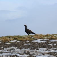 (72/101): Wycieczka na Boracz, Lipowsk i Rysiank 03.12.2014r.