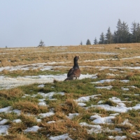 (73/101): Wycieczka na Boraczą, Lipowską i Rysiankę 03.12.2014r.