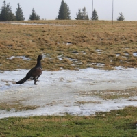 (74/101): Wycieczka na Boraczą, Lipowską i Rysiankę 03.12.2014r.