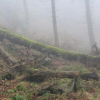 (95/101): Wycieczka na Boracz, Lipowsk i Rysiank 03.12.2014r.