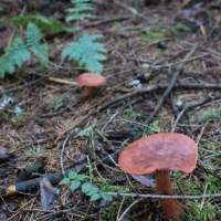 (24/131): Wycieczka na Polic 19.10.2014r.