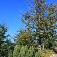 (17/146): XVII G�rski Rajd Pieszy M�odzie�y Powiatu Pszczy�skiego 