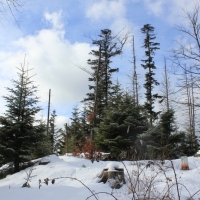 (78/138): Wycieczka g�rska w Beskid Ma�y 09.01.2015r. odPrze�. Kocierskiej przez Potr�jn�, Leskowiec, Gro� Jana Paw�a II do Rzyk Jag�dek