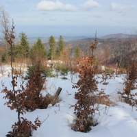 (81/138): Wycieczka g�rska w Beskid Ma�y 09.01.2015r. odPrze�. Kocierskiej przez Potr�jn�, Leskowiec, Gro� Jana Paw�a II do Rzyk Jag�dek