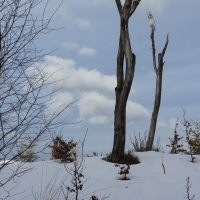 (86/138): Wycieczka g�rska w Beskid Ma�y 09.01.2015r. odPrze�. Kocierskiej przez Potr�jn�, Leskowiec, Gro� Jana Paw�a II do Rzyk Jag�dek
