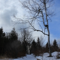 (96/138): Wycieczka g�rska w Beskid Ma�y 09.01.2015r. odPrze�. Kocierskiej przez Potr�jn�, Leskowiec, Gro� Jana Paw�a II do Rzyk Jag�dek