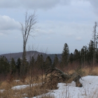 (103/138): Wycieczka g�rska w Beskid Ma�y 09.01.2015r. odPrze�. Kocierskiej przez Potr�jn�, Leskowiec, Gro� Jana Paw�a II do Rzyk Jag�dek