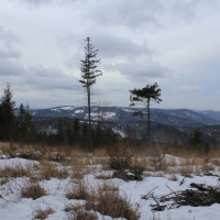 (104/138): Wycieczka g�rska w Beskid Ma�y 09.01.2015r. odPrze�. Kocierskiej przez Potr�jn�, Leskowiec, Gro� Jana Paw�a II do Rzyk Jag�dek