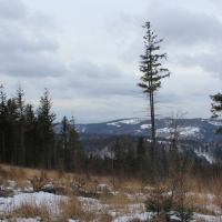 (105/138): Wycieczka g�rska w Beskid Ma�y 09.01.2015r. odPrze�. Kocierskiej przez Potr�jn�, Leskowiec, Gro� Jana Paw�a II do Rzyk Jag�dek