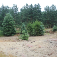 (145/240): Zamki i warownie Wyyny Krakowsko-Czstochowskiej 11-15.07.2015r.