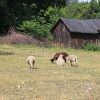 (167/240): Zamki i warownie Wyyny Krakowsko-Czstochowskiej 11-15.07.2015r.