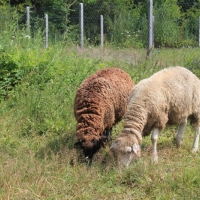 (168/240): Zamki i warownie Wyyny Krakowsko-Czstochowskiej 11-15.07.2015r.