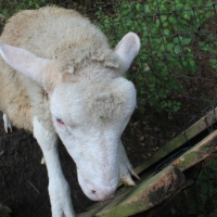 (231/240): Zamki i warownie Wyyny Krakowsko-Czstochowskiej 11-15.07.2015r.