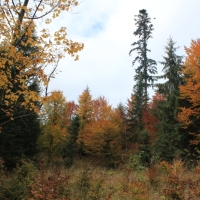 (61/64): Wycieczka w Beskid ywiecki 18.10.2015r.