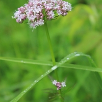 (18/83): Wycieczka na Wielki Krywa� 28.06.2015r.