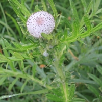 (28/83): Wycieczka na Wielki Krywa� 28.06.2015r.