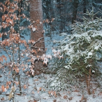(15/111): Wycieczka w Beskid �l�ski 29.11.2015r.
