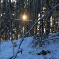 (29/111): Wycieczka w Beskid �l�ski 29.11.2015r.