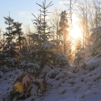 (33/111): Wycieczka w Beskid �l�ski 29.11.2015r.