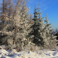 (43/111): Wycieczka w Beskid �l�ski 29.11.2015r.
