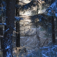 (47/111): Wycieczka w Beskid �l�ski 29.11.2015r.
