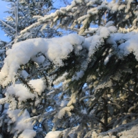 (50/111): Wycieczka w Beskid �l�ski 29.11.2015r.