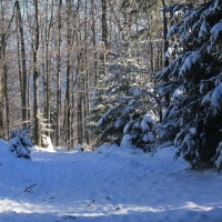 (99/111): Wycieczka w Beskid �l�ski 29.11.2015r.