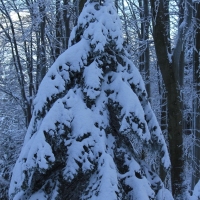 (105/111): Wycieczka w Beskid �l�ski 29.11.2015r.