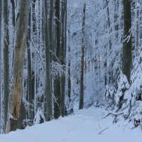 (107/111): Wycieczka w Beskid �l�ski 29.11.2015r.