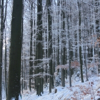 (108/111): Wycieczka w Beskid �l�ski 29.11.2015r.
