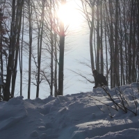 (129/223): Trzy dni w Beskidzie lskim  31.01 - 02.02.2015r.