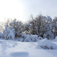 (204/223): Trzy dni w Beskidzie lskim  31.01 - 02.02.2015r.