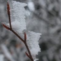 (51/77): Wycieczka na Turbacz 13.03.2016r.