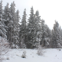 (71/77): Wycieczka na Turbacz 13.03.2016r.