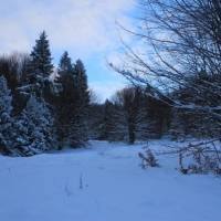 (10/126): Wycieczka Beskid Śląski 17.01.2016r.