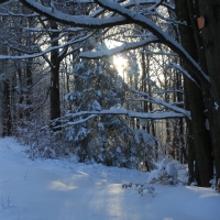(34/126): Wycieczka Beskid lski 17.01.2016r.