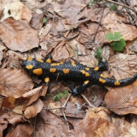 (12/74): Wdruj z NAMI - naprawd warto!!!! 