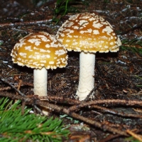 (47/61): 