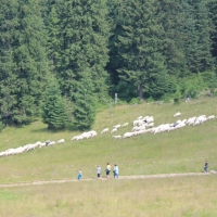 (19/79): Wiktorwki, Zota Dolinka, Sanktuarium MB Jaworzyskiej, Rusinowa Polana, Gsia Szyja 1489 m n.p.m., Wiktorwki