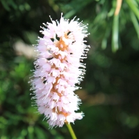 (100/134): ysa Polana - Bielovodska dolina - Litvorova dolina - Bielovodska dolina - ysa Polana