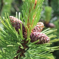 (101/134): ysa Polana - Bielovodska dolina - Litvorova dolina - Bielovodska dolina - ysa Polana